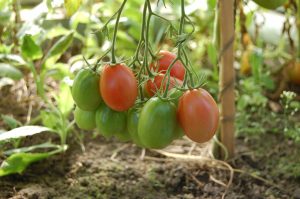 dojrzewające pomidory w szklarni